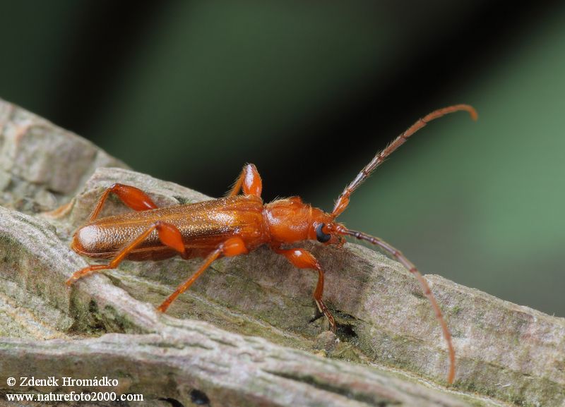 tesařík, Leioderes kollari, Callidiini, Cerambycidae (Brouci, Coleoptera)